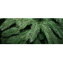 Ялина лита BENA Flora 150 см зелена