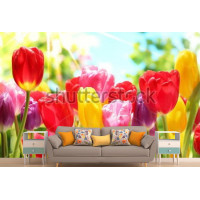 Фотошпалери Травневі тюльпани