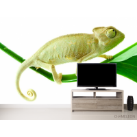 Фотошпалери Хамелеон