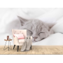 Фотообои серый котёнок спит