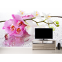 Фотошпалери Орхідеї рожеві та білі
