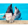 Фотошпалери Два дельфіни