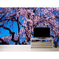 Фотошпалери Квітуча сакура