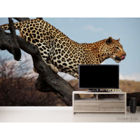 Фотошпалери Гепард