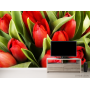Фотообои красные тюльпаны