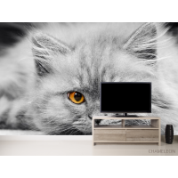Фотообои Серый котенок